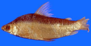 Media type: image; Ichthyology 20232